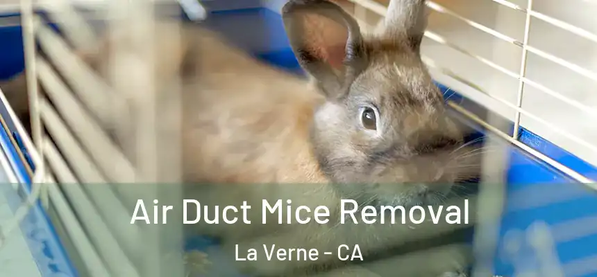  Air Duct Mice Removal La Verne - CA